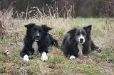 BORDER COLLIE 1489